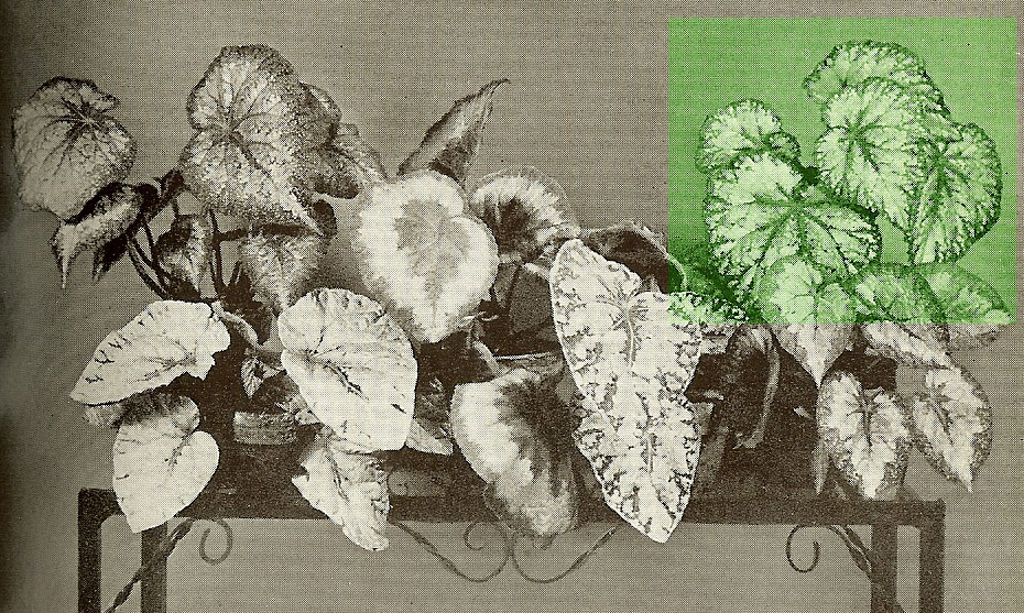B. ‘Greenberry’